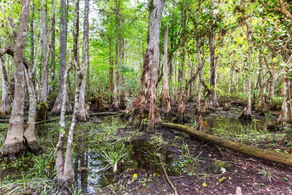 Heavy Equipment Mats swamp