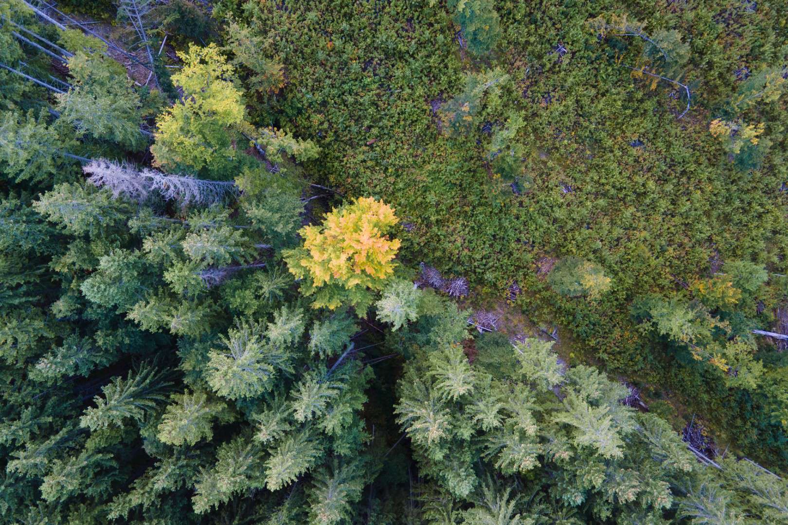 Top view of dark mountain hills covered with bare patches of cut down forest pine trees as result of deforestation process. Beautiful wild woodland at threat.