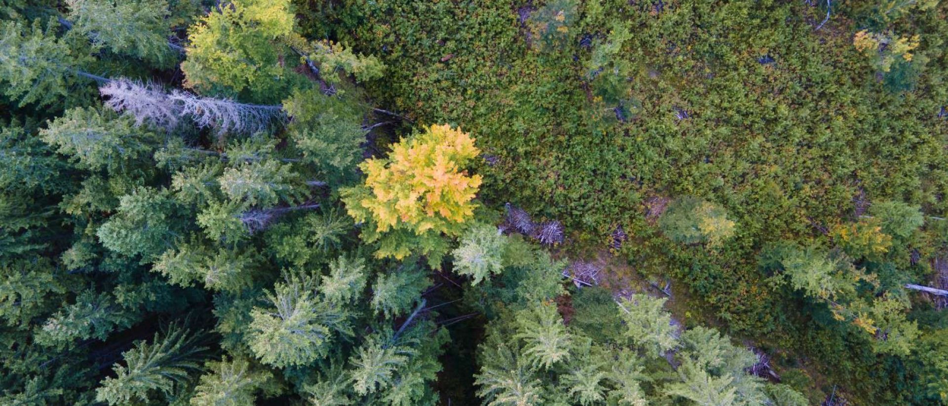 Top view of dark mountain hills covered with bare patches of cut down forest pine trees as result of deforestation process. Beautiful wild woodland at threat.